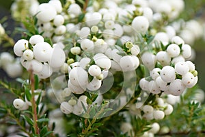 Prickly heath Gaultheria mucronaa Wintertime, white berries