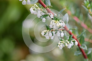 Prickly heath Gaultheria mucronata twig with bell-shaped white flowers