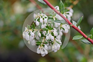 Prickly heath Gaultheria mucronata a twig with bell-shaped white flowers