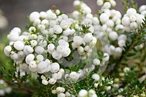 Prickly heath Gaultheria mucronata Wintertime, sea of white berries