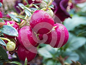 Prickly heath pink berries - Latin name - Gaultheria mucronata Pernettya mucronata after the rain