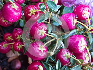 Prickly heath pink berries - Latin name - Gaultheria mucronata Pernettya mucronata after the rain