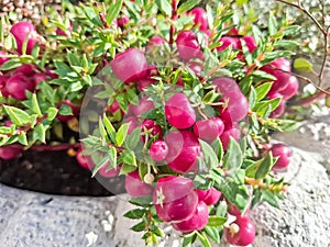 Prickly Heath plant. Gaultheria mucronata