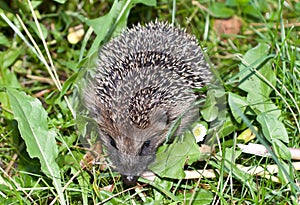 Prickly hedgehog in the garden before hibernation