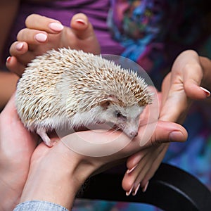 Prickly hedgehog in the hands of people