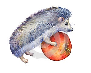 Prickly hedgehog holds red apple in paws.