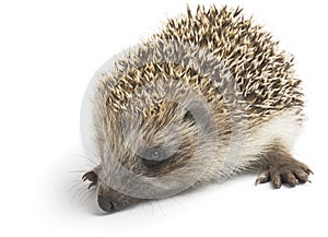 Prickly hedgehog isolated on a white background