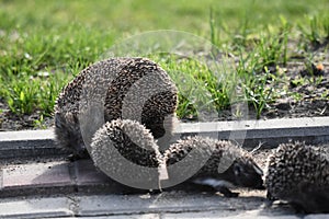 Prickly hedgehog mother with three young people looking for food on an evening walk between houses and streets of the city.