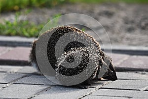 Prickly hedgehog mother with three young people looking for food on an evening walk between houses and streets of the city.