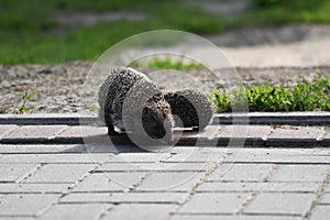 Prickly hedgehog mother with three young people looking for food on an evening walk between houses and streets of the city.