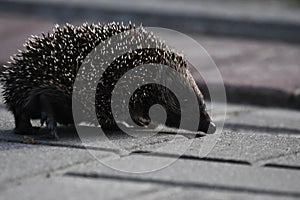 Prickly hedgehog mother with three young people looking for food on an evening walk between houses and streets of the city.