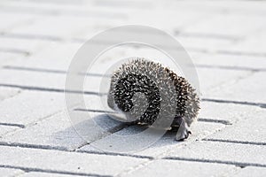 Prickly hedgehog mother with three young people looking for food on an evening walk between houses and streets of the city.