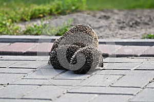 Prickly hedgehog mother with three young people looking for food on an evening walk between houses and streets of the city.