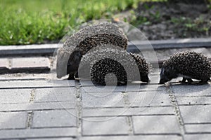 Prickly hedgehog mother with three young people looking for food on an evening walk between houses and streets of the city.