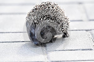 Prickly hedgehog mother with three young people looking for food on an evening walk between houses and streets of the city.