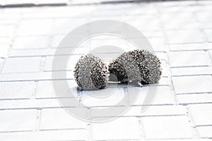 Prickly hedgehog mother with three young people looking for food on an evening walk between houses and streets of the city.