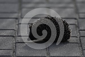 Prickly hedgehog mother with three young people looking for food on an evening walk between houses and streets of the city.