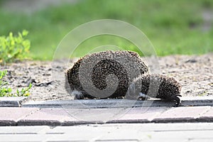 Prickly hedgehog mother with three young people looking for food on an evening walk between houses and streets of the city.