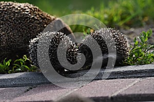 Prickly hedgehog mother with three young people looking for food on an evening walk between houses and streets of the city.