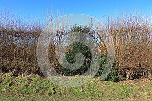 Prickly Holly bush in the middle of bare trees