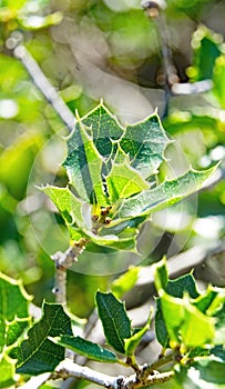 prickly holly on El Vendrell mountain, Tarragona