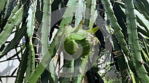 Prickly Jewel - Unripe Dragon Fruit