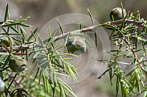 Prickly juniper, Juniperus oxycedrus