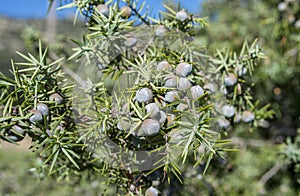 Prickly juniper, Juniperus oxycedrus