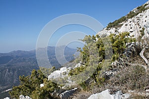 Prickly juniper (Juniperus oxycedrus)