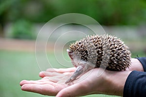 prickly kid sits on his palms and snorts