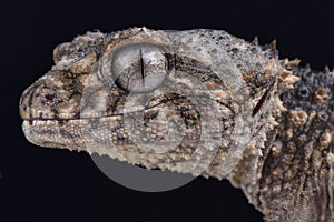 Prickly knob-tailed gecko, Nephrurus asper