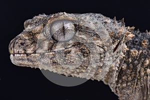 Prickly knob-tailed gecko, Nephrurus asper photo