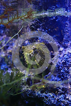 Prickly leather-jacket