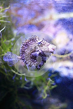 Prickly leather-jacket