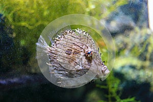 Prickly leatherjacket