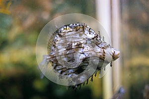 Prickly leatherjacket fish