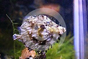 The prickly leatherjacket fish