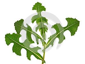 Prickly Lettuce plant, Lactuca serriola