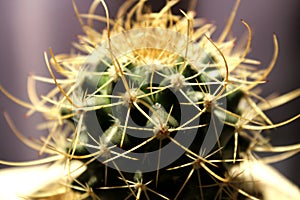 Prickly mammillaria on a lilac background