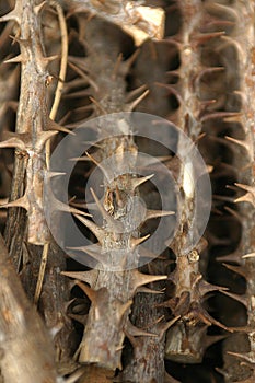 Prickly medicinal twigs