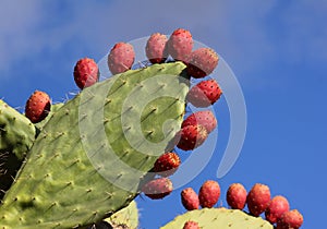 Prickly pair cactus