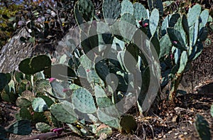 Prickly pair on Opuntia cactus photo