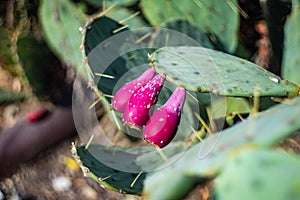 Prickly pair on Opuntia cactus photo