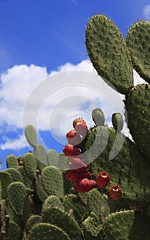 Prickly pear