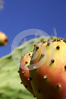 Prickly pear 2