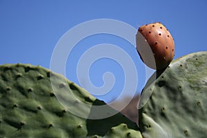 Prickly pear