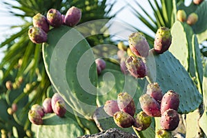 Prickly pear