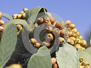 PRICKLY PEAR