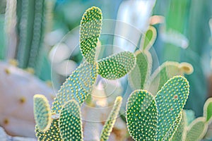 Prickly pear, also called Nopal, Opuntia ficus-indica, Indian Fig Opuntia or barbary fig. It is a cactus with edible