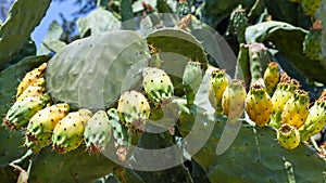 Prickly Pear - Babutsa